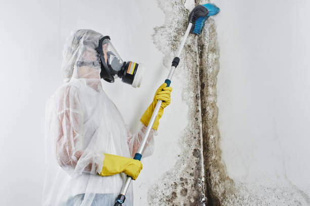 Best Residential Mold Removal  in Apollo, PA